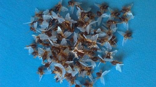 Plastik bienen mit nadel - bienen,